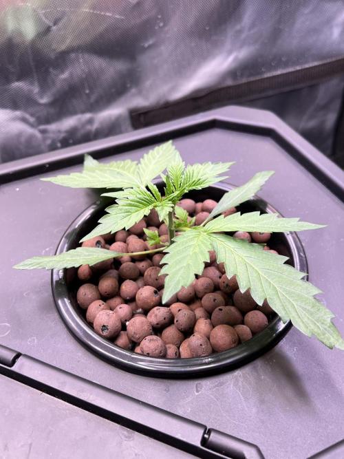 Apple Fritter Auto - Royal Queen Seeds. Week 2 - Plant left