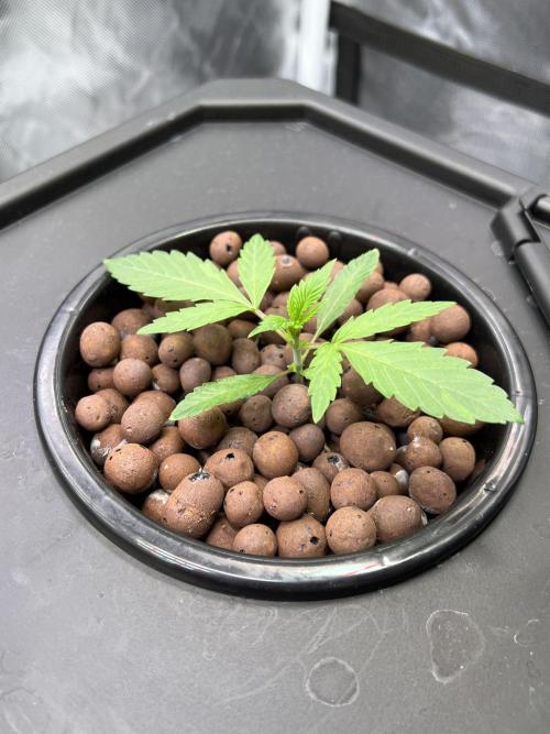 Apple Fritter Auto - Royal Queen Seeds. Week 2 - Plant right