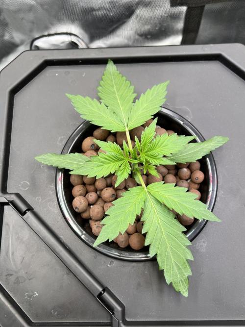 Apple Fritter Auto - Royal Queen Seeds. Week 2 - Plant left
