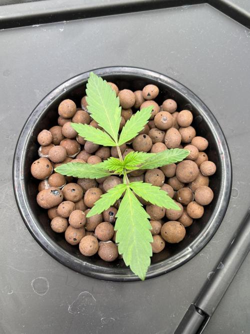 Apple Fritter Auto - Royal Queen Seeds. Week 2 - Plant right