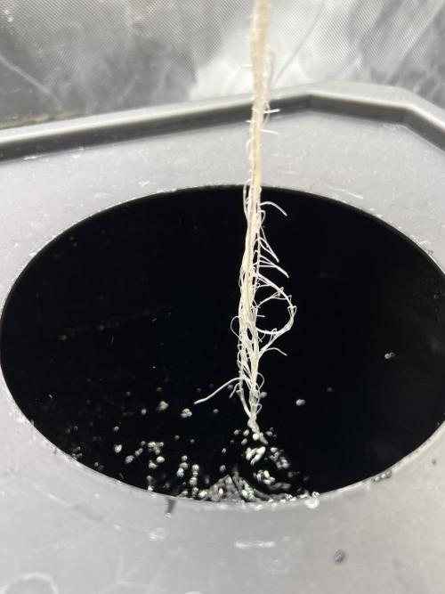 Apple Fritter Auto - Royal Queen Seeds. Week 2 - Plant right