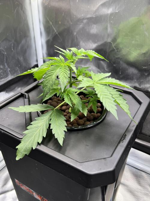 Apple Fritter Auto - Royal Queen Seeds. Week 3