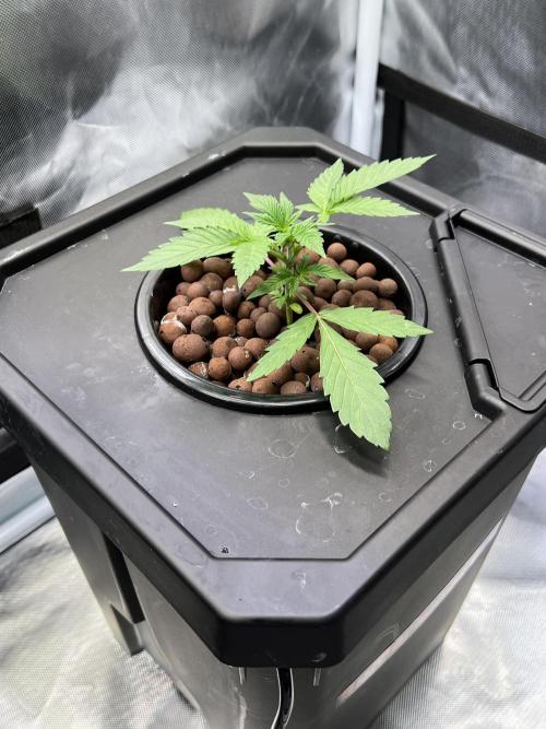 Apple Fritter Auto - Royal Queen Seeds. Week 3