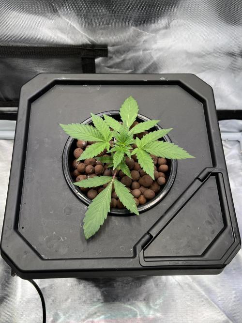 Apple Fritter Auto - Royal Queen Seeds. Week 3