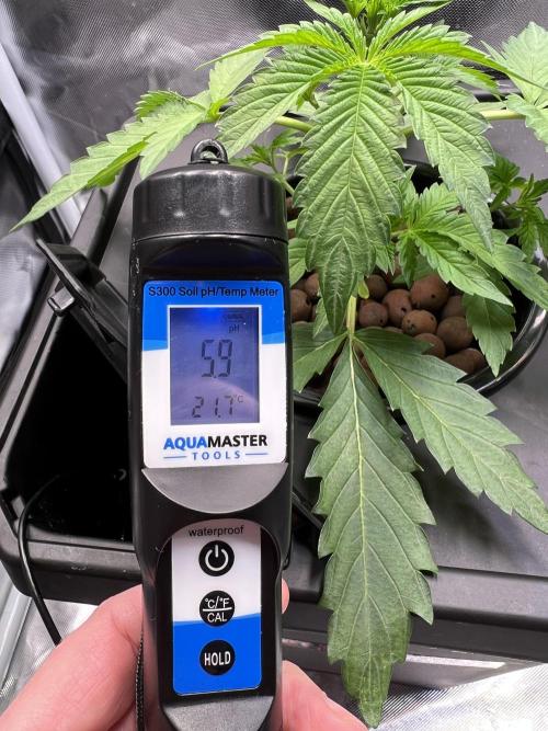 Apple Fritter Auto - Royal Queen Seeds. Week 3