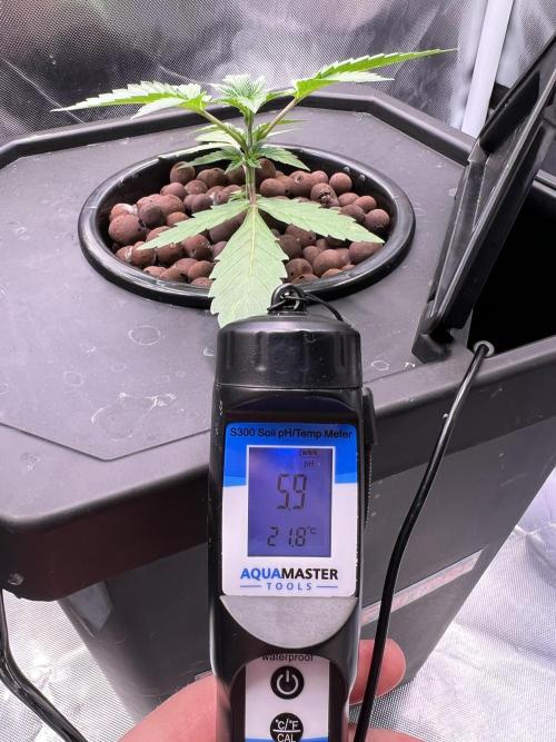 Apple Fritter Auto - Royal Queen Seeds. Week 3