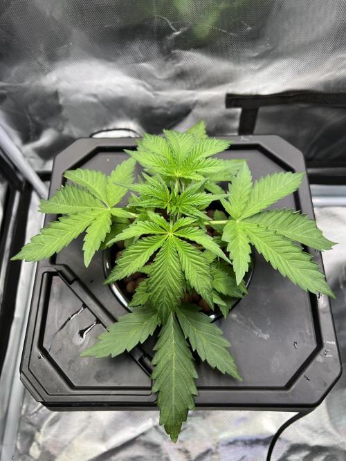 Apple Fritter Auto - Royal Queen Seeds. Week 3