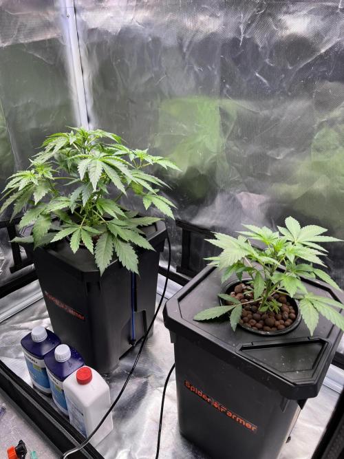Apple Fritter Auto - Royal Queen Seeds. Week 4