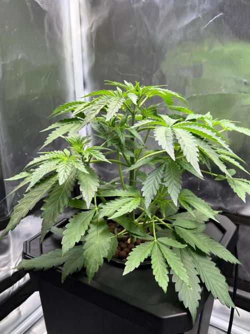 Apple Fritter Auto - Royal Queen Seeds. Week 4