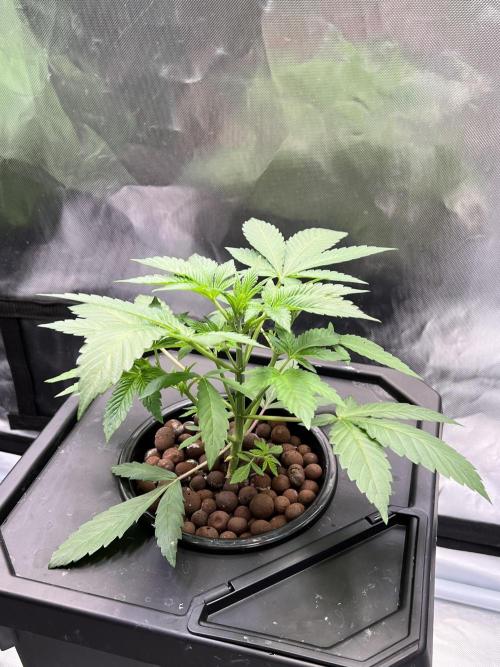 Apple Fritter Auto - Royal Queen Seeds. Week 4