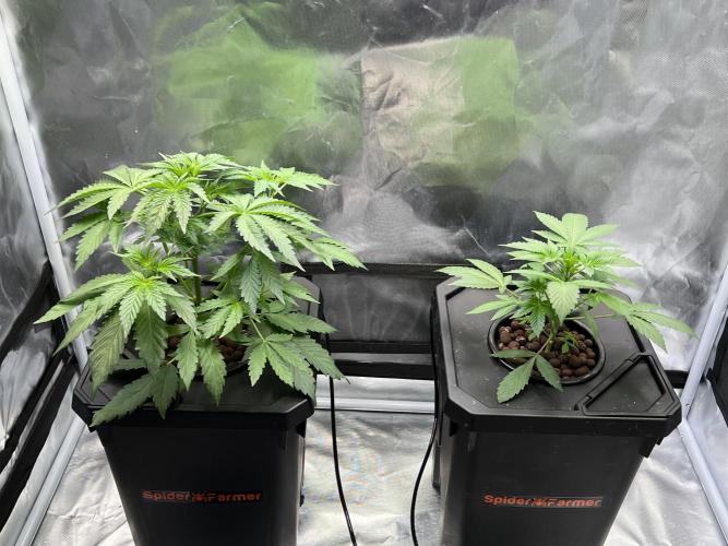 Apple Fritter Auto - Royal Queen Seeds. Week 4