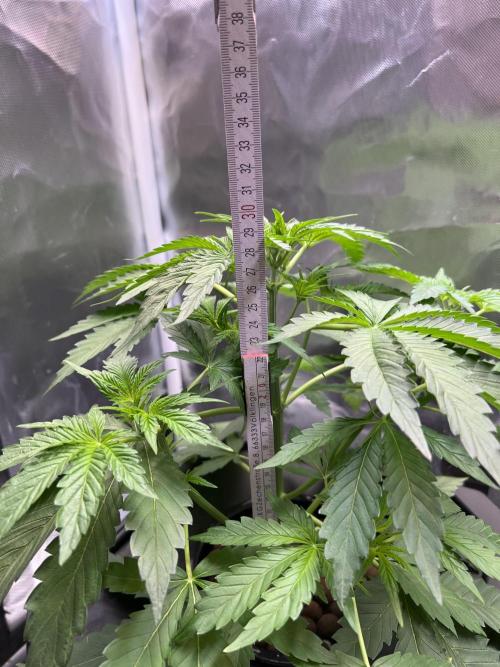 Apple Fritter Auto - Royal Queen Seeds. Week 4