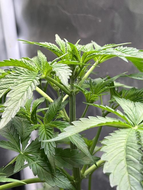 Apple Fritter Auto - Royal Queen Seeds. Week 4