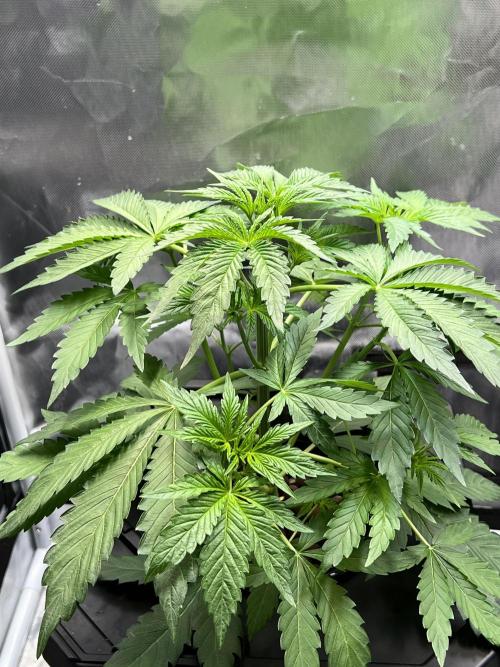 Apple Fritter Auto - Royal Queen Seeds. Week 4