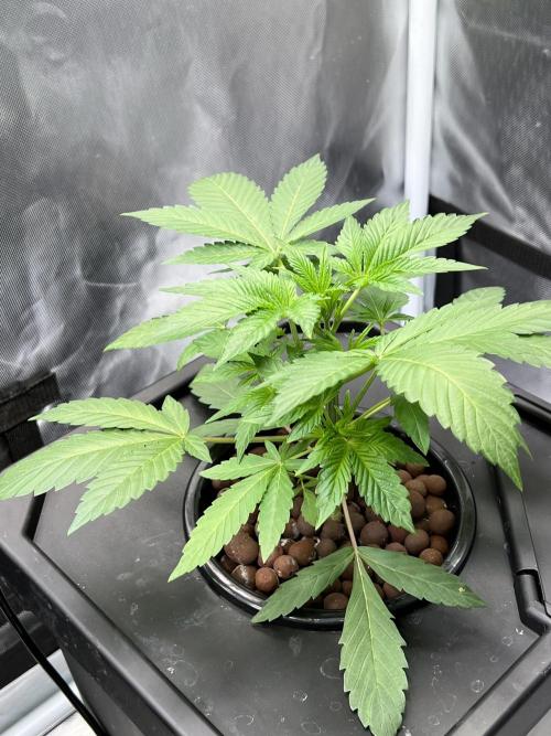 Apple Fritter Auto - Royal Queen Seeds. Week 4