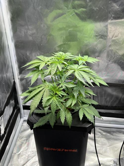 Apple Fritter Auto - Royal Queen Seeds. Week 4