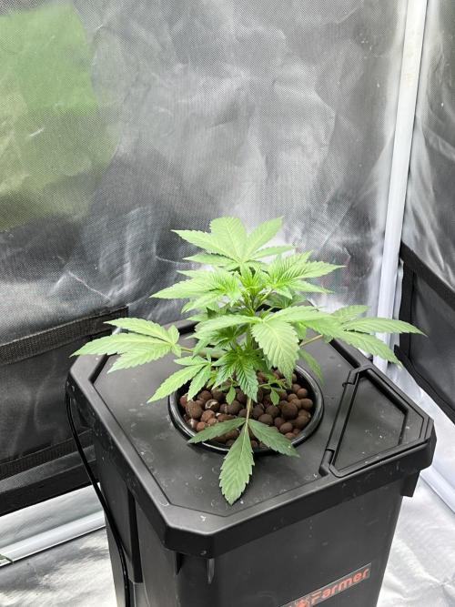 Apple Fritter Auto - Royal Queen Seeds. Week 4