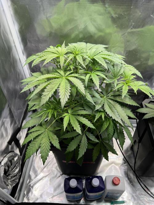Apple Fritter Auto - Royal Queen Seeds. Week 5