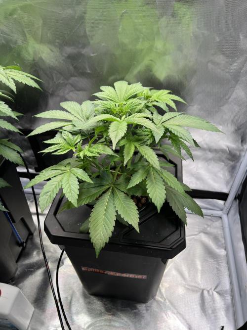 Apple Fritter Auto - Royal Queen Seeds. Week 5