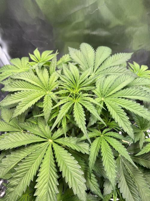 Apple Fritter Auto - Royal Queen Seeds. Week 5
