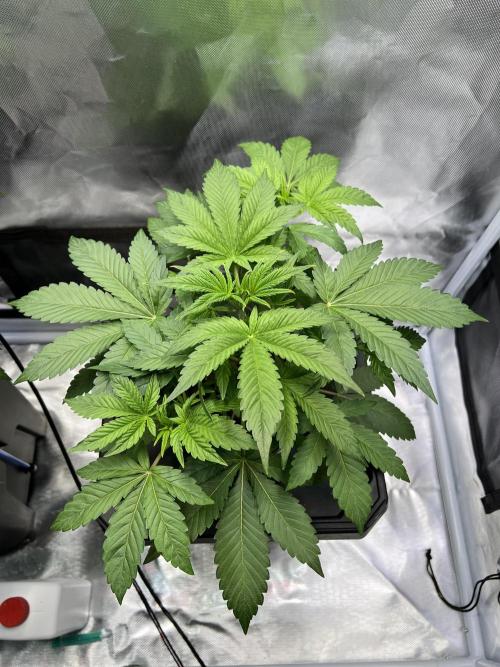 Apple Fritter Auto - Royal Queen Seeds. Week 5
