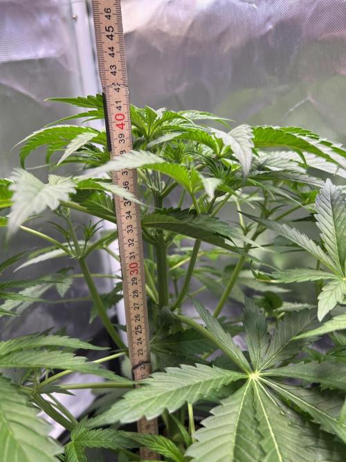 Apple Fritter Auto - Royal Queen Seeds. Week 5