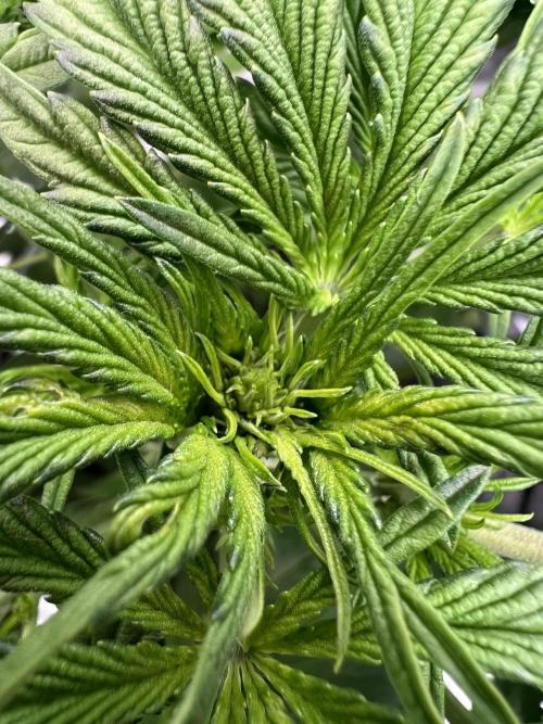 Apple Fritter Auto - Royal Queen Seeds. Week 5