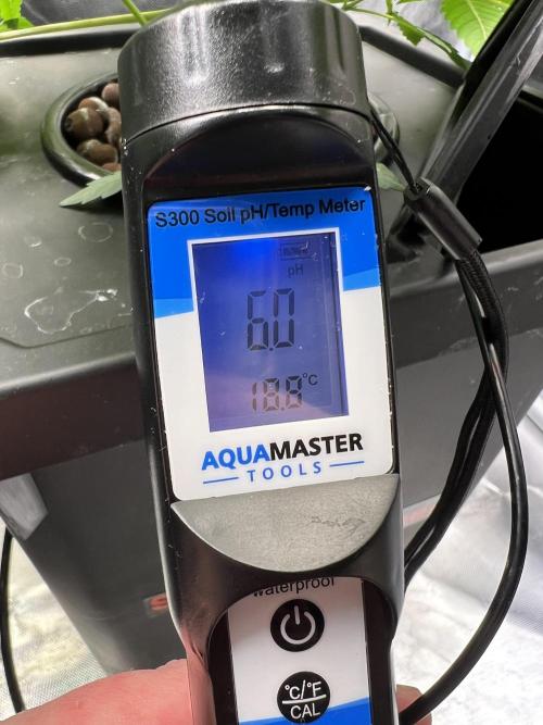 Apple Fritter Auto - Royal Queen Seeds. Week 5