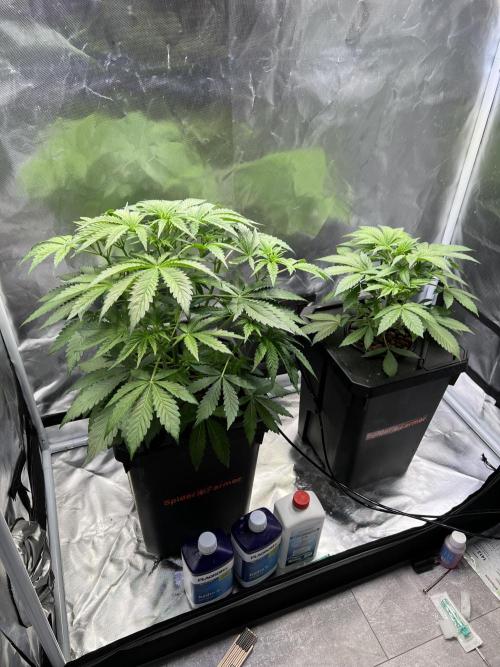 Apple Fritter Auto - Royal Queen Seeds. Week 5