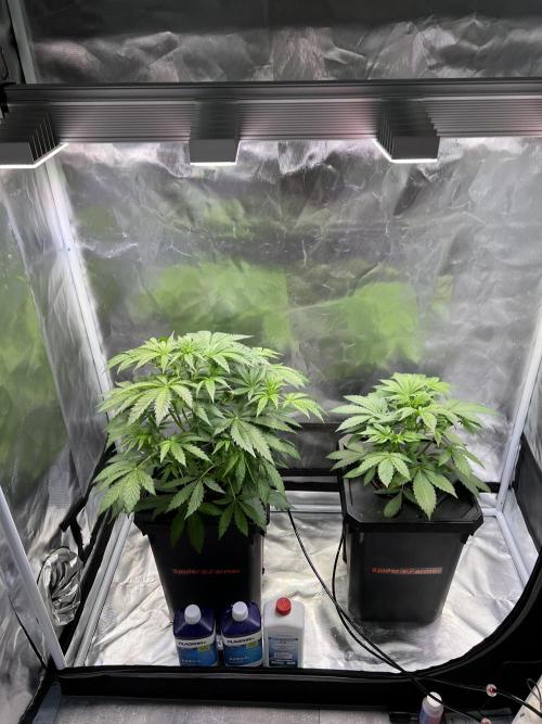 Apple Fritter Auto - Royal Queen Seeds. Week 5