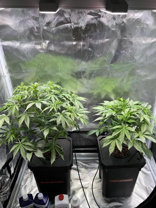 Apple Fritter Auto - Royal Queen Seeds. Week 6