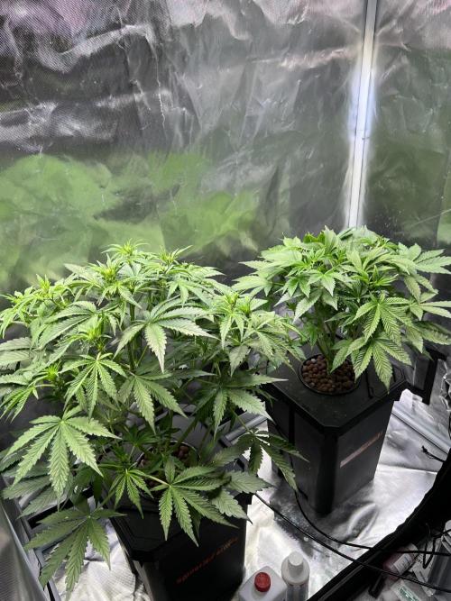 Apple Fritter Auto - Royal Queen Seeds. Week 6