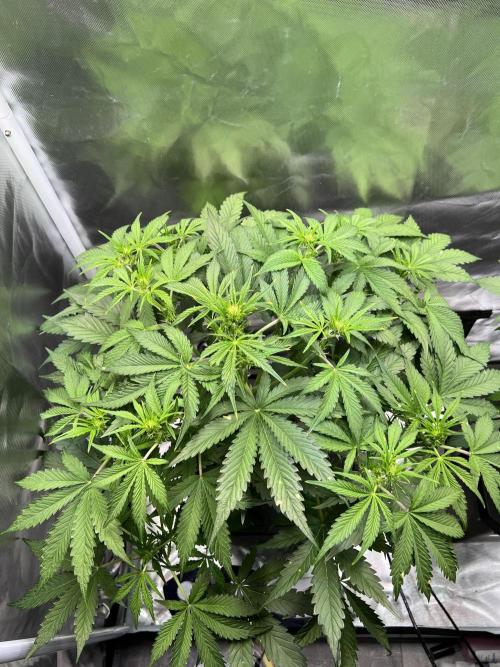 Apple Fritter Auto - Royal Queen Seeds. Week 6