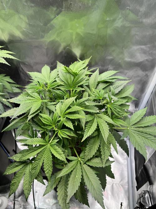 Apple Fritter Auto - Royal Queen Seeds. Week 6