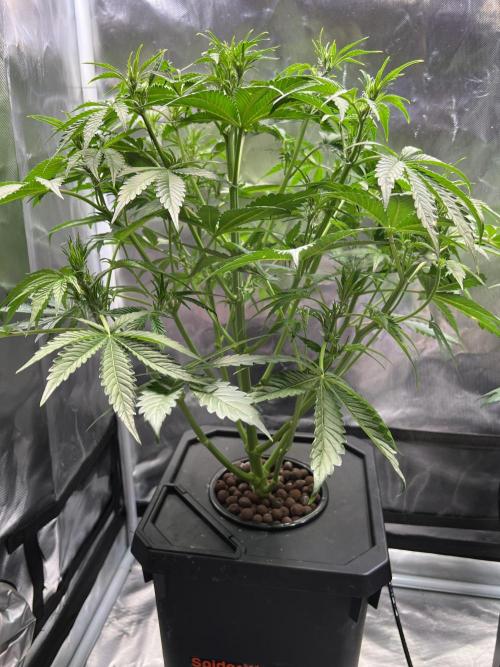 Apple Fritter Auto - Royal Queen Seeds. Week 6