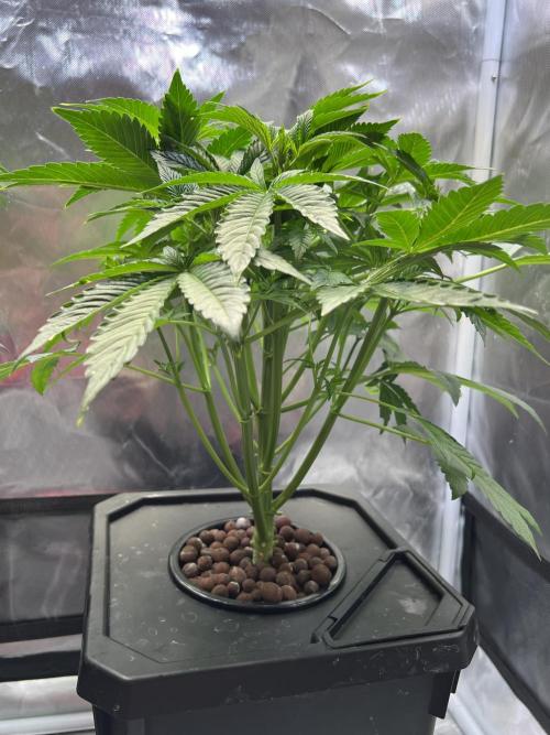 Apple Fritter Auto - Royal Queen Seeds. Week 6
