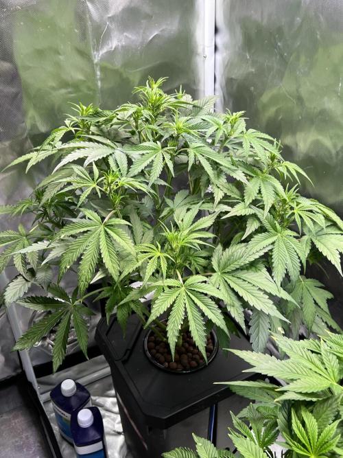 Apple Fritter Auto - Royal Queen Seeds. Week 6