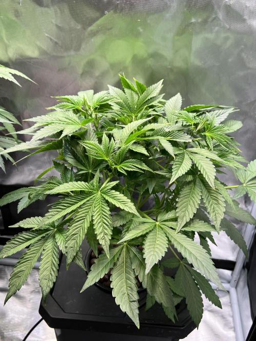 Apple Fritter Auto - Royal Queen Seeds. Week 6