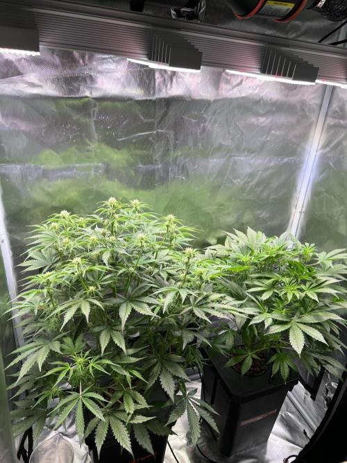 Apple Fritter Auto - Royal Queen Seeds. Week 7