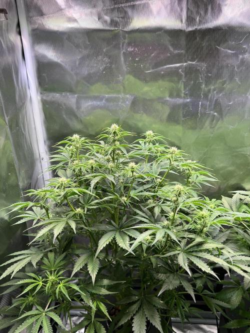 Apple Fritter Auto - Royal Queen Seeds. Week 7
