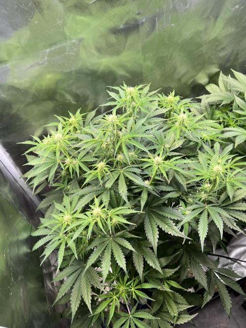 Apple Fritter Auto - Royal Queen Seeds. Week 7