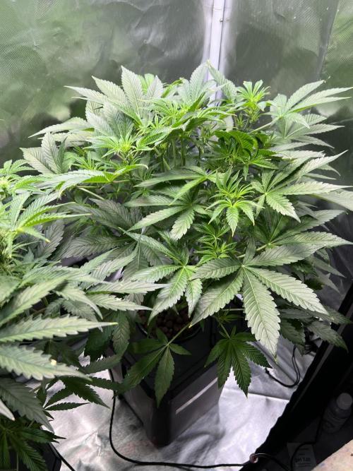 Apple Fritter Auto - Royal Queen Seeds. Week 7