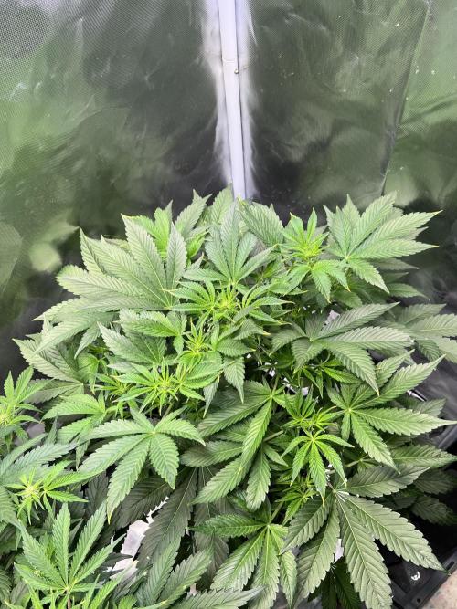 Apple Fritter Auto - Royal Queen Seeds. Week 7