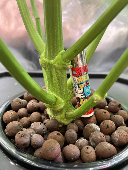 Apple Fritter Auto - Royal Queen Seeds. Week 7