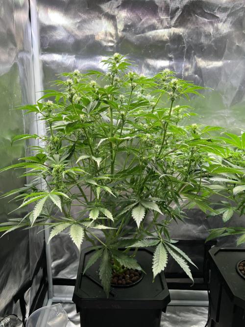 Apple Fritter Auto - Royal Queen Seeds. Week 7