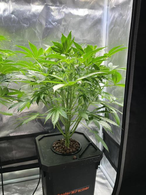 Apple Fritter Auto - Royal Queen Seeds. Week 7