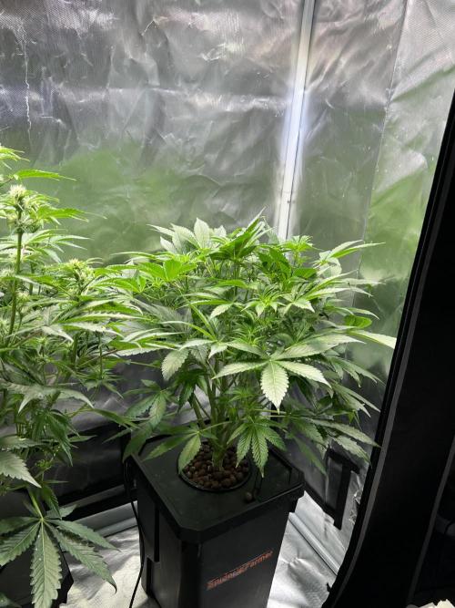 Apple Fritter Auto - Royal Queen Seeds. Week 7