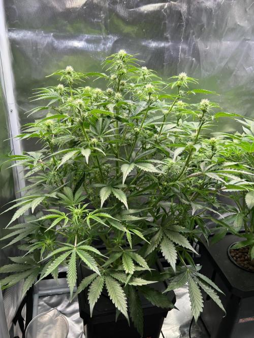 Apple Fritter Auto - Royal Queen Seeds. Week 7