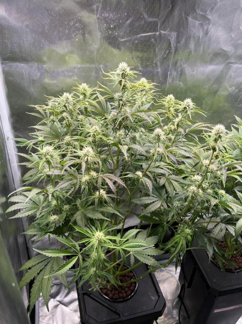 Apple Fritter Auto - Royal Queen Seeds. Week 8