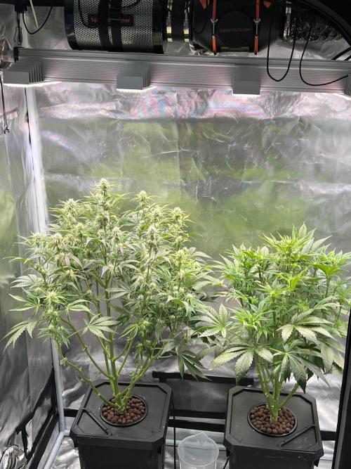Apple Fritter Auto - Royal Queen Seeds. Week 8